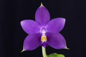 Phalaenopsis violecea v indigo Montclair indigo AM/AOS 80 pts.